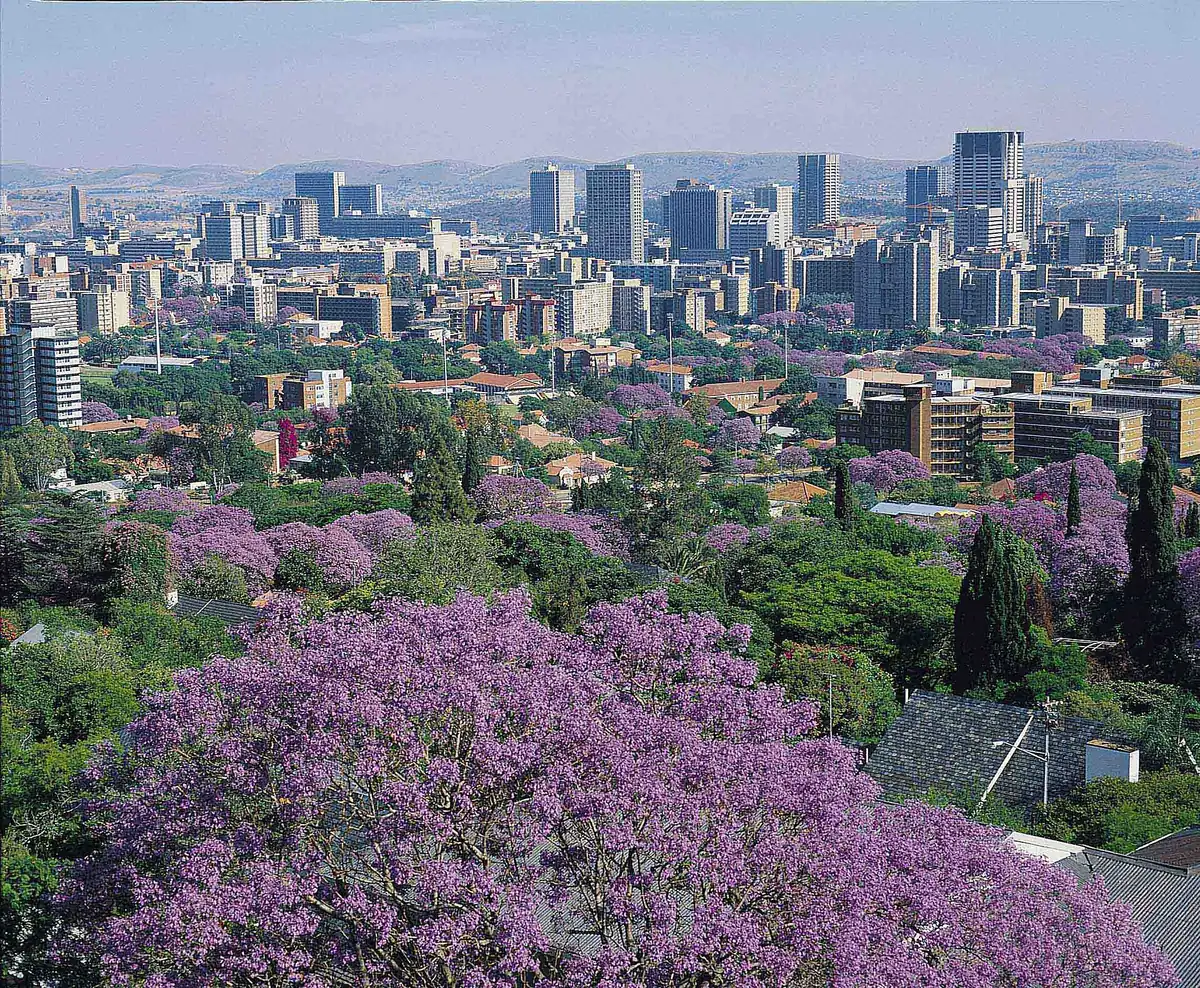 Pretoria skyline above jacaranda trees